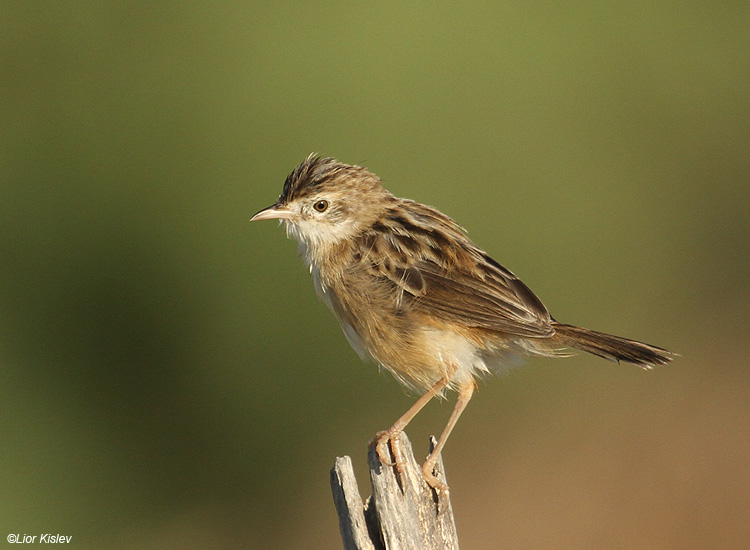        Zitting Cisticola  Cisticola juncidis Beit Shean Valley Israel , October 2010  Lior Kislev                           